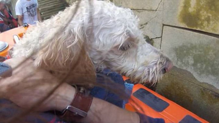 Perro rescatado