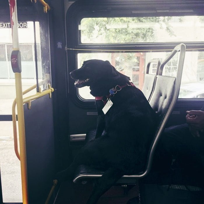 Perro toma el autobús a diario Perro toma el autobús a diario