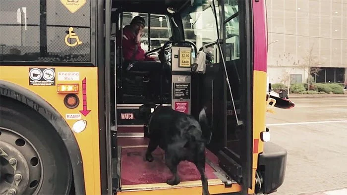 Perro toma el autobús Perro toma el autobús