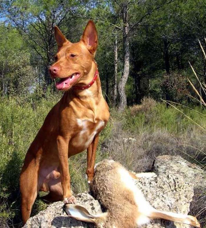 Perro utilizado para la caza