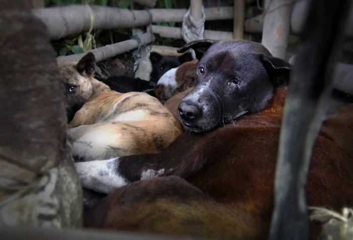 La carne de perro es vendida como pollo a los turistas desprevenidos en la isla de Bali en Indonesia 7 Perros asesinados para su comercio