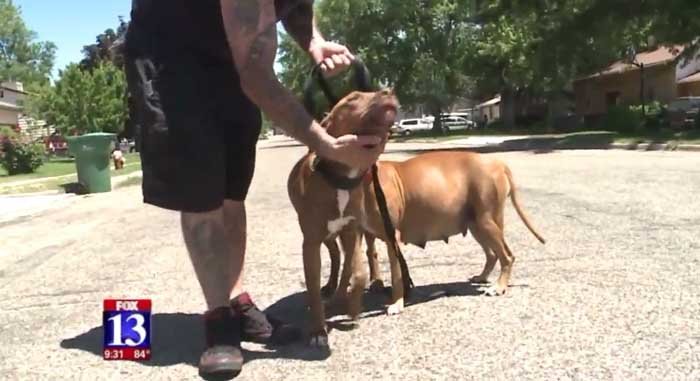Tres perros son considerados peligrosos luego de atacar a un niño de ocho años que saltó en el patio de su casa 6 Perros atacaron a un niño