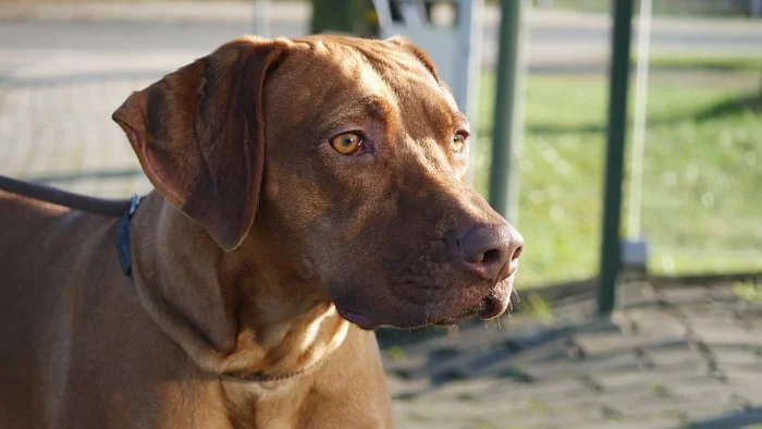 Raza Rhodesian Ridgeback Raza Rhodesian Ridgeback