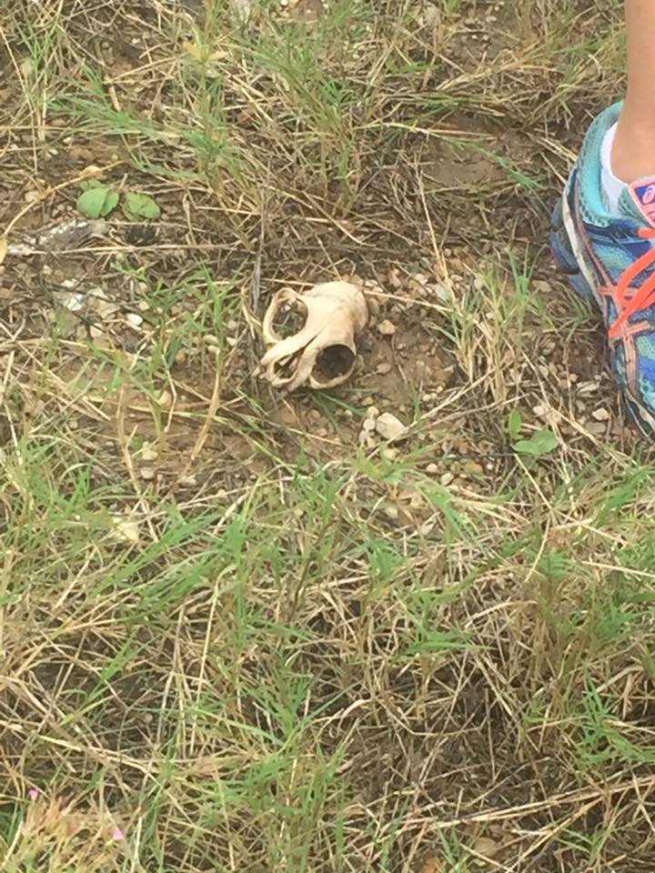 Restos del cachorro muerto Restos del cachorro muerto