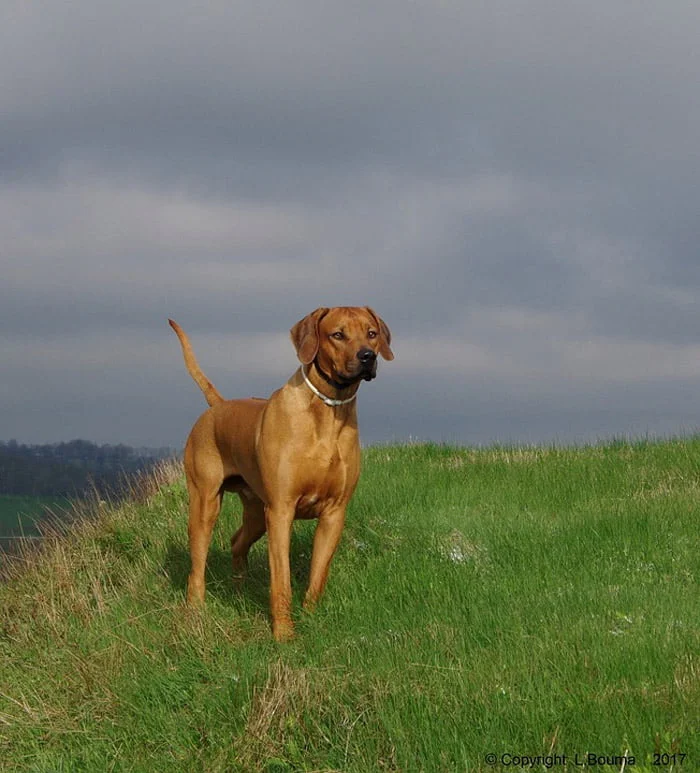 Perro Rhodesian Ridgeback Perro Rhodesian Ridgeback