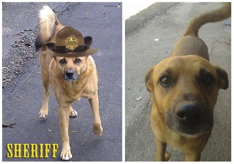 Sheriff