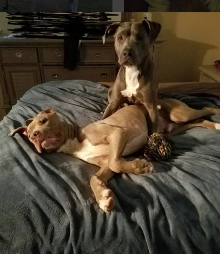 Hank y Gigi. Son felices en su nuevo hogar
