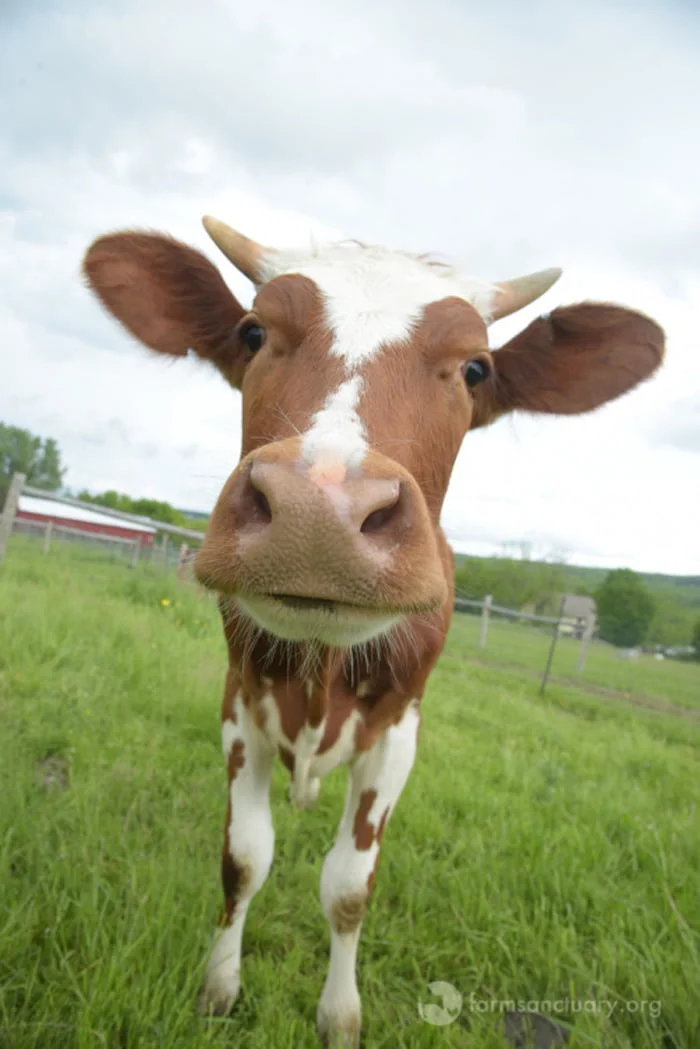 Estas vacas vivían en un granero tan sucio que literalmente se estaban ahogando en su propio estiércol 4 Ternero