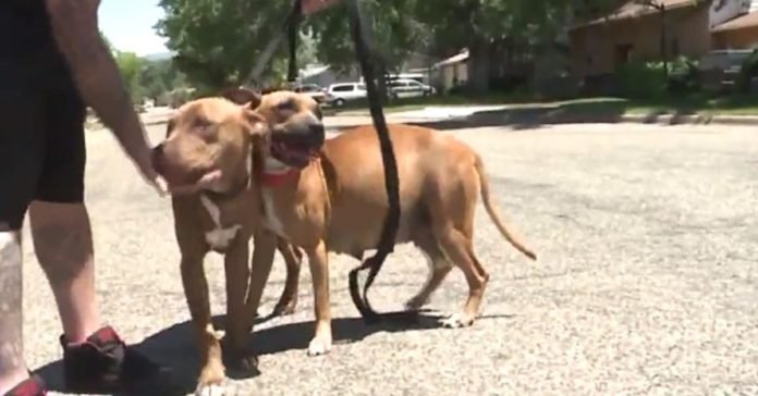 Tres perros son considerados peligrosos tras atacar a un niño de 8 años