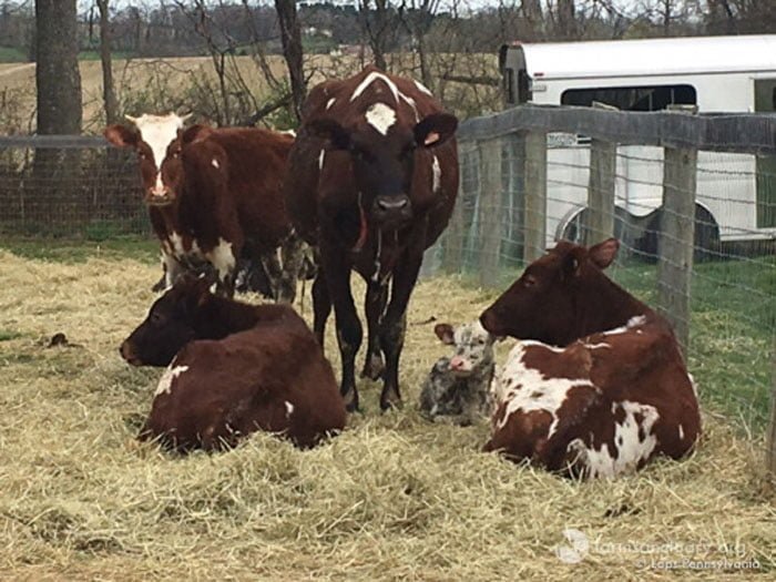 Vacas rescatadas por farm sanctuary