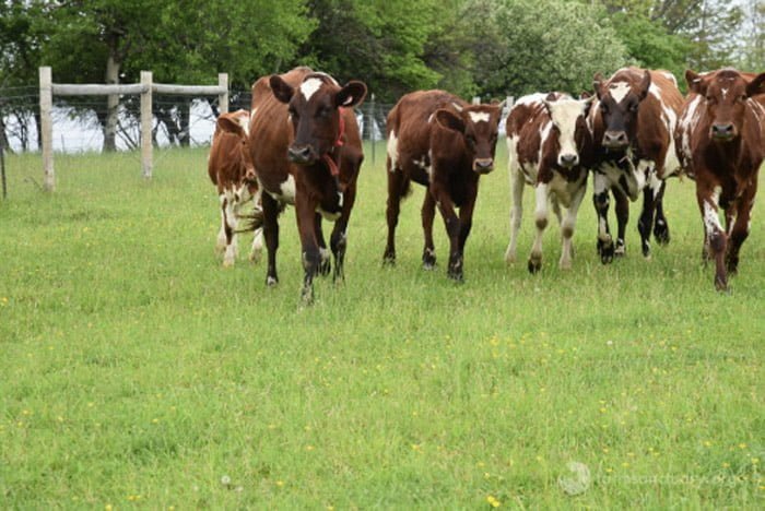 Vacas rescatadas por la organización