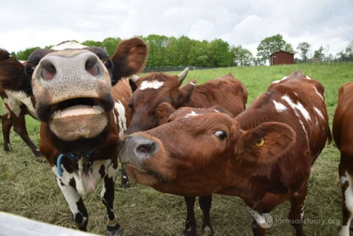 Estas vacas vivían en un granero tan sucio que literalmente se estaban ahogando en su propio estiércol 5 Vacas rescatadas