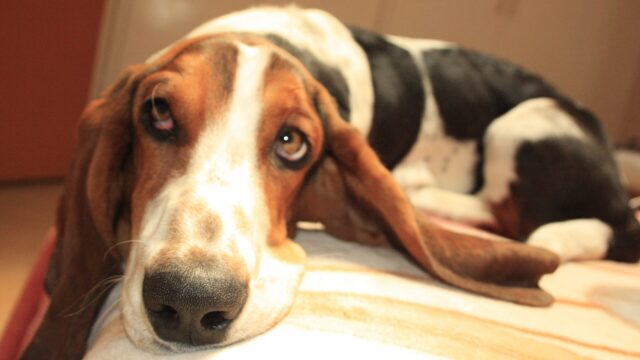 Basset hound tricolor echado con las orejas largas caídas, mirando a la cámara