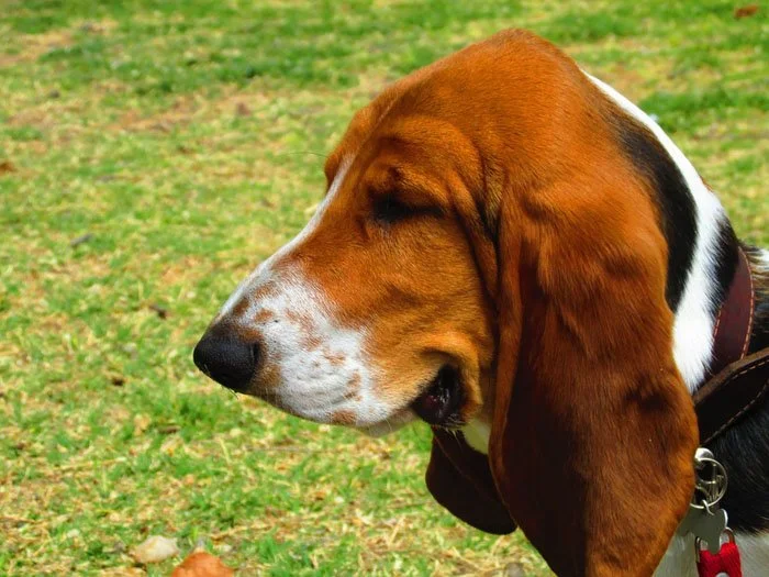 Basset hound basset hound