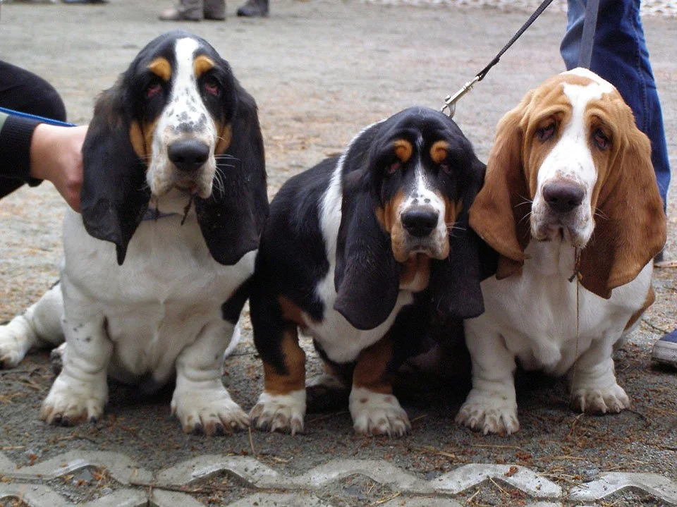 basset hounds basset hounds