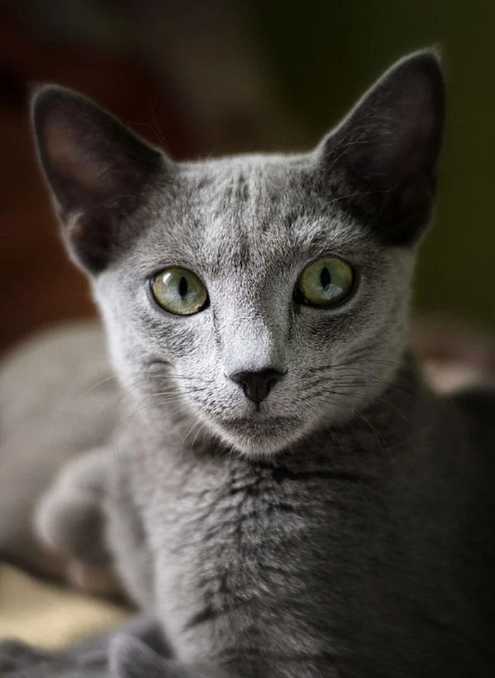 El gato azul ruso