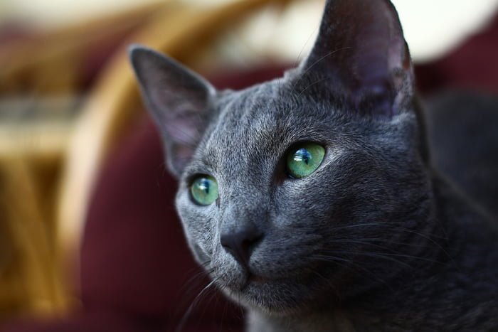 Gato arcángel de ojos verdes Gato arcángel de ojos verdes