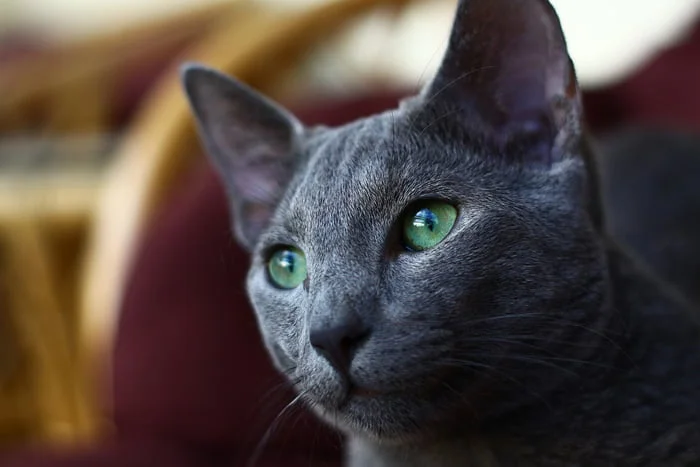 Gato arcángel de ojos verdes