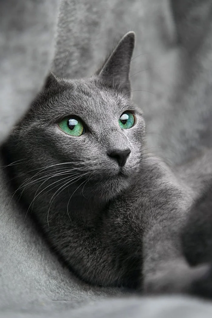 Gato azul ruso - razas de gato
