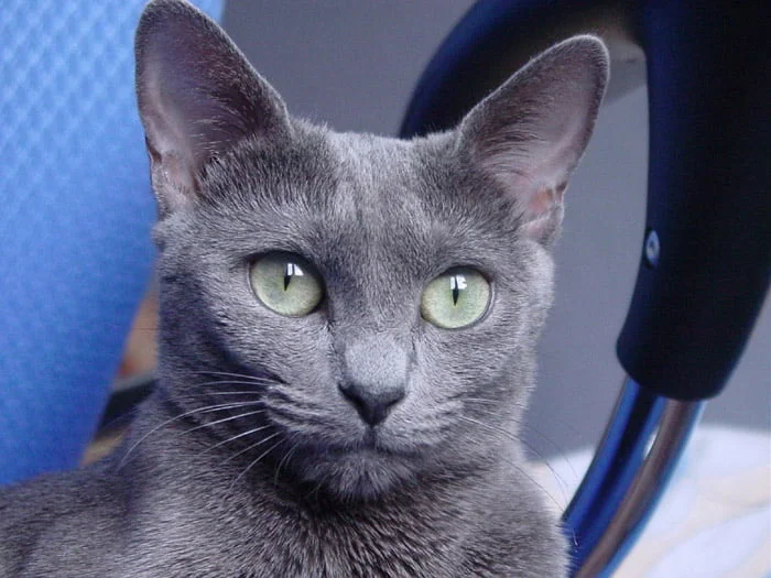 gato azul ruso
