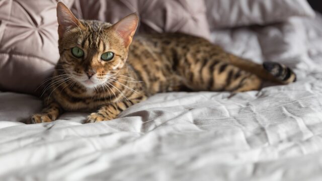 Gato bengalí de manchas oscuras echado sobre una cama blanca