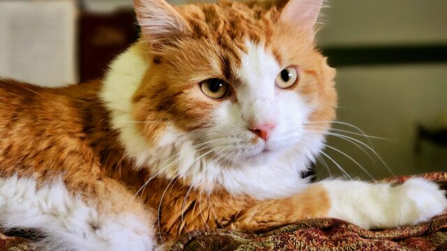 Gato maine coon naranja y blanco echado sobre una manta