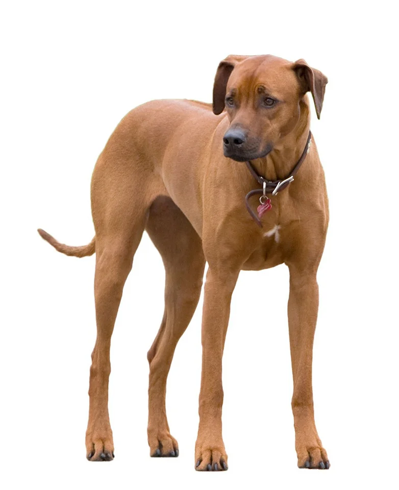 perro rhodesian ridgeback perro rhodesian ridgeback