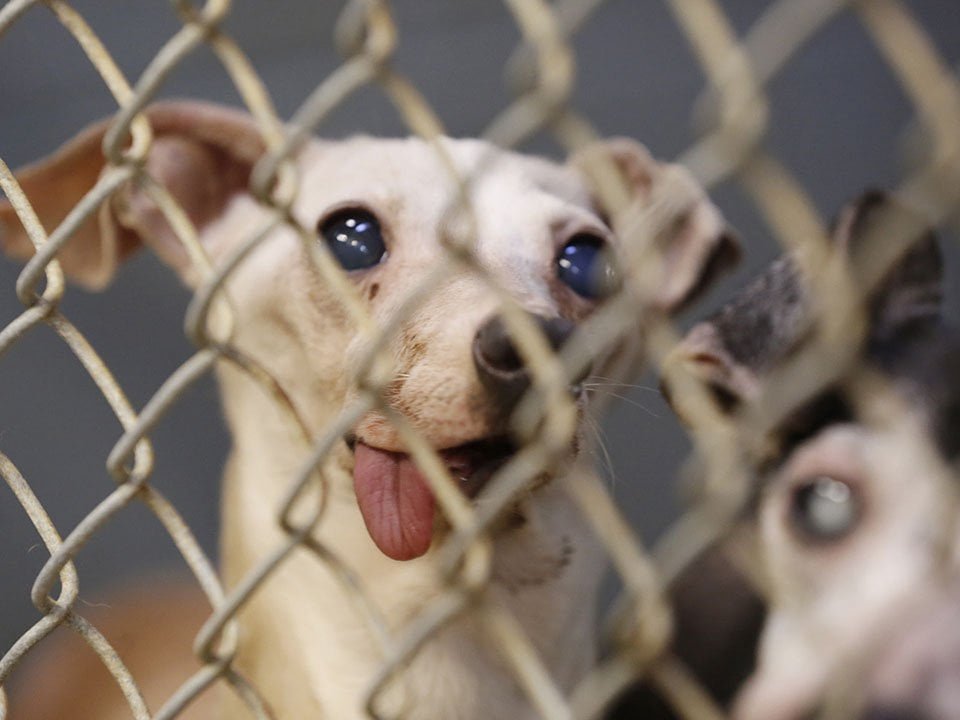 64 perros fueron rescatados