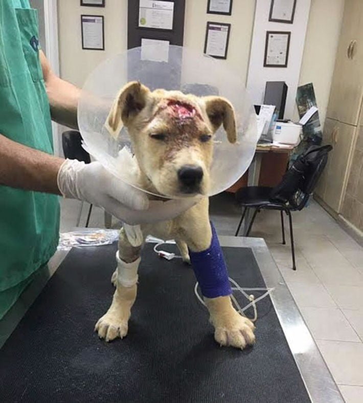 Bondok en el veterinario