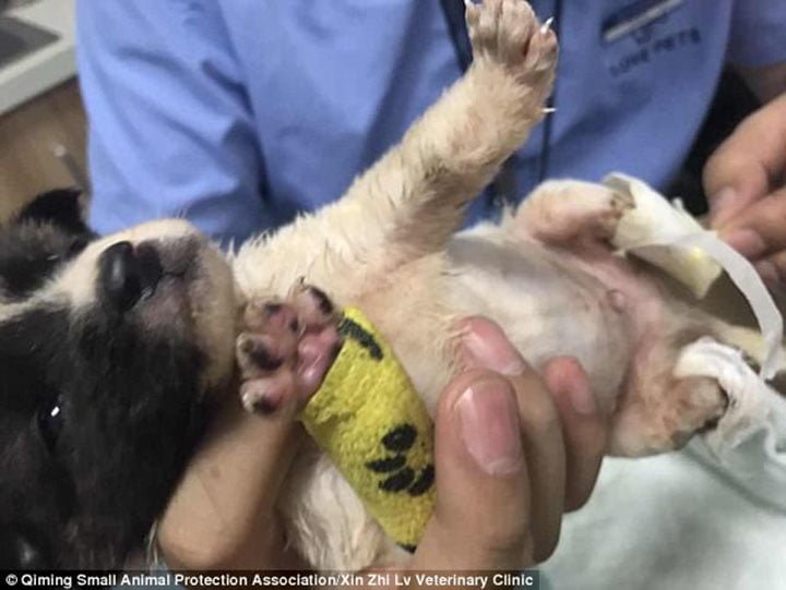 Cachorro encontrado mutilado en China