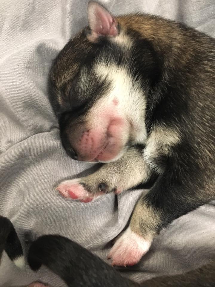 Cachorro Cachorro