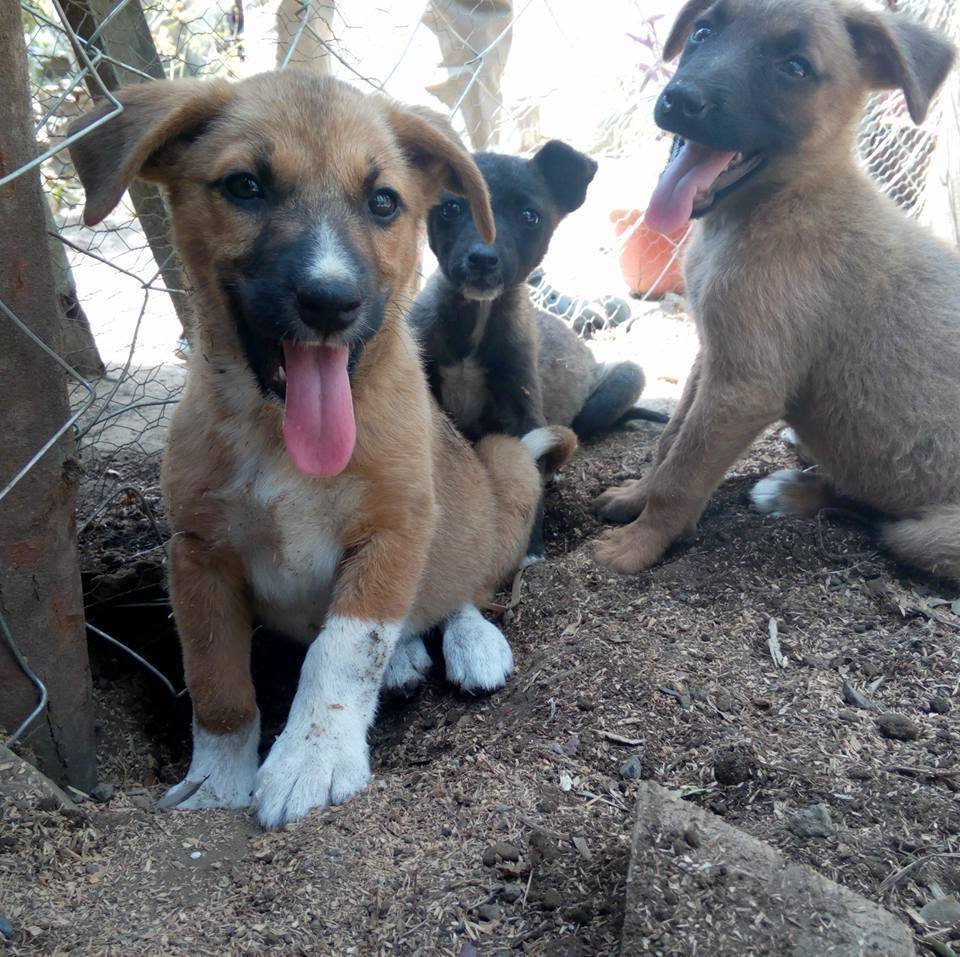 Cachorros rescatados