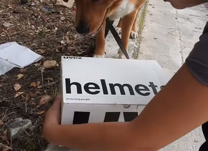 Caja de gatitos