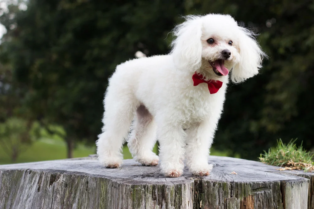 Caniche Caniche