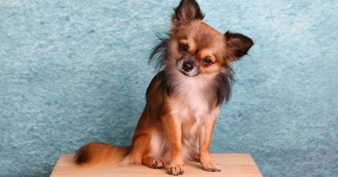 Chihuahua o Chihuahueño, cuidados, características y comportamiento