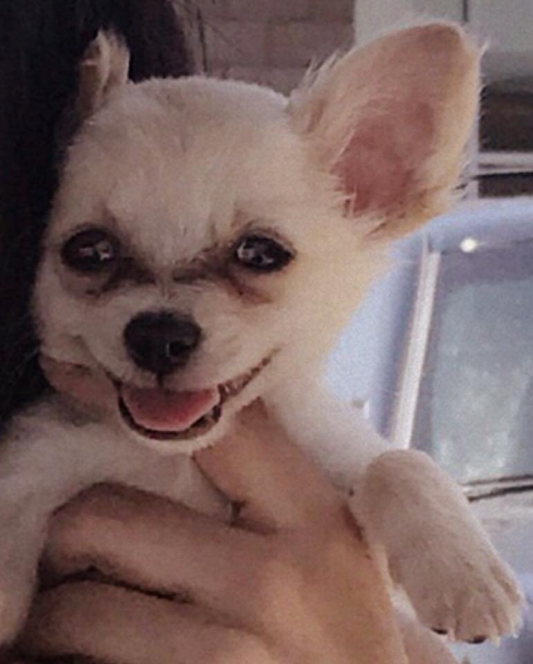 Chihuahua