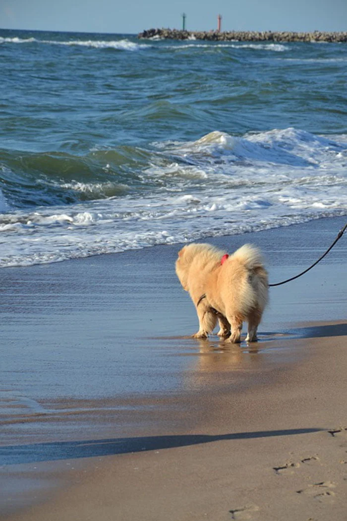Chow Chow