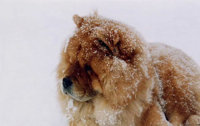 Chow Chow - raza de perro