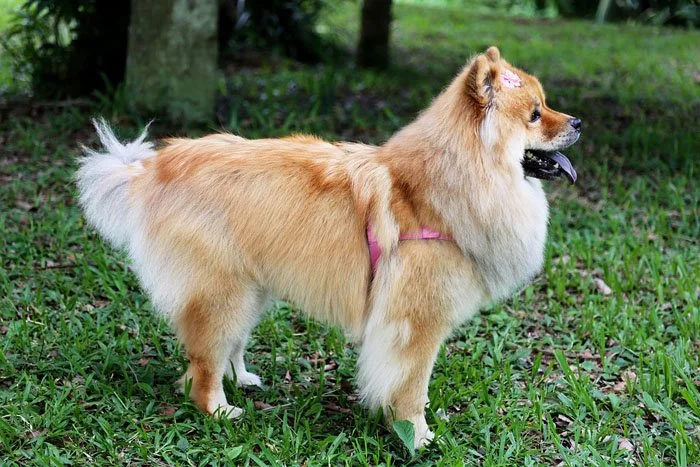 Chow Chow - razas
