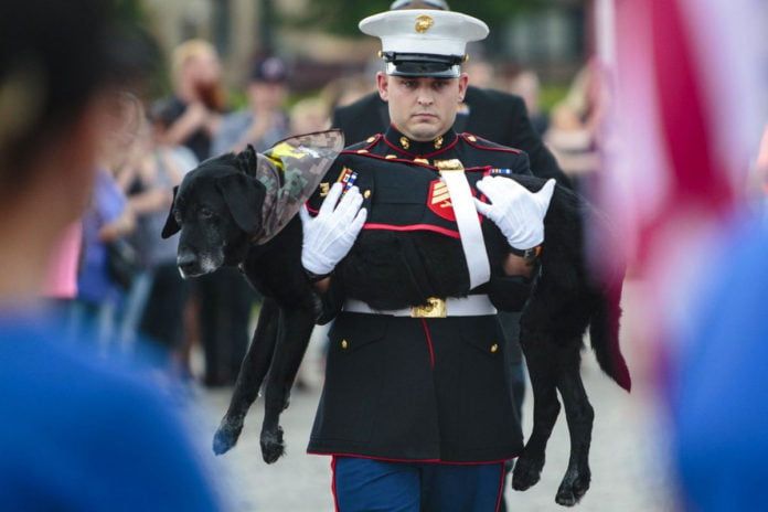 Despiden perro de la marina con cancer terminal