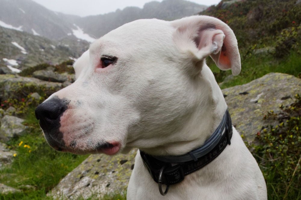 Dogo Argentino, Razas de perros