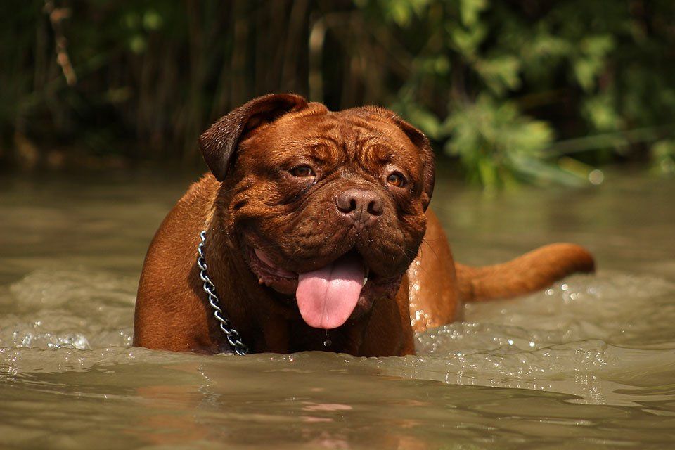 Dogo de Burdeos nadando