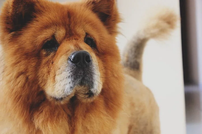 El Chow Chow