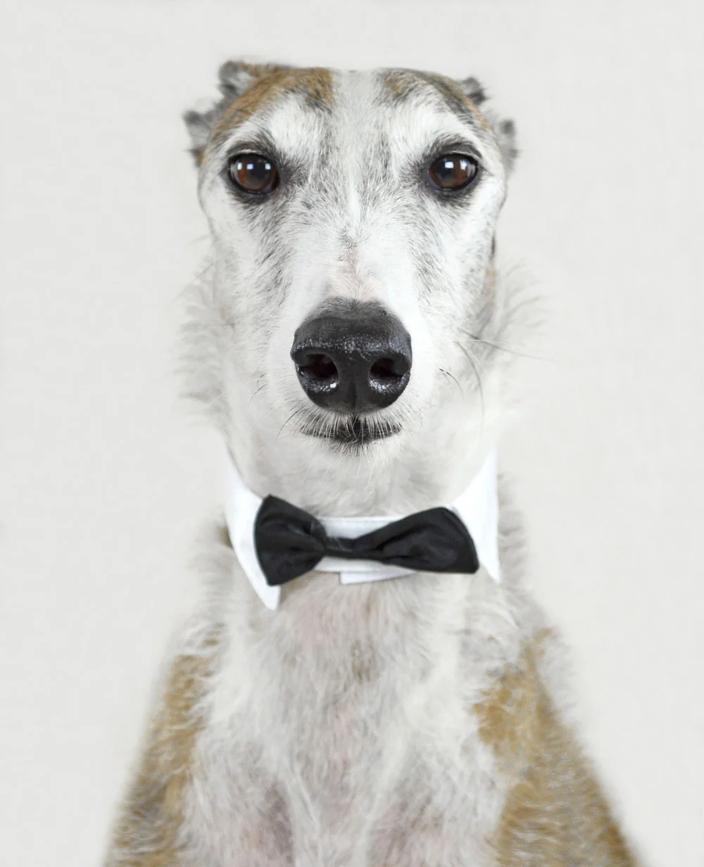 Galgo Galgo