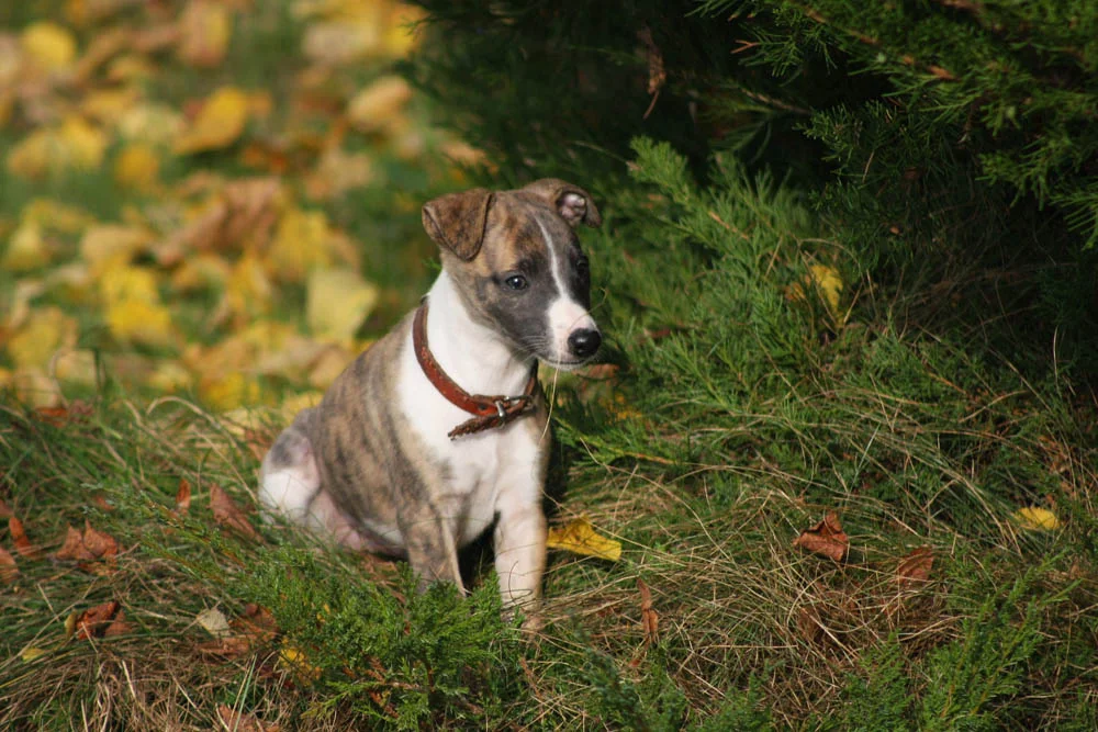 Los perros de raza Galgo español necesitan de mucho ejercicio Los perros de raza Galgo español necesitan de mucho ejercicio