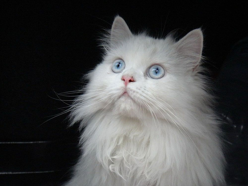 Gato Persa blanco