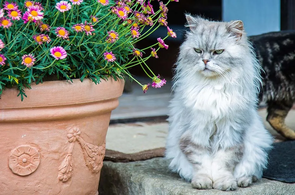 Abundante Para llevar Recepción ▷ Gato Persa, cuidados, comportamiento y más | Notas de Mascotas