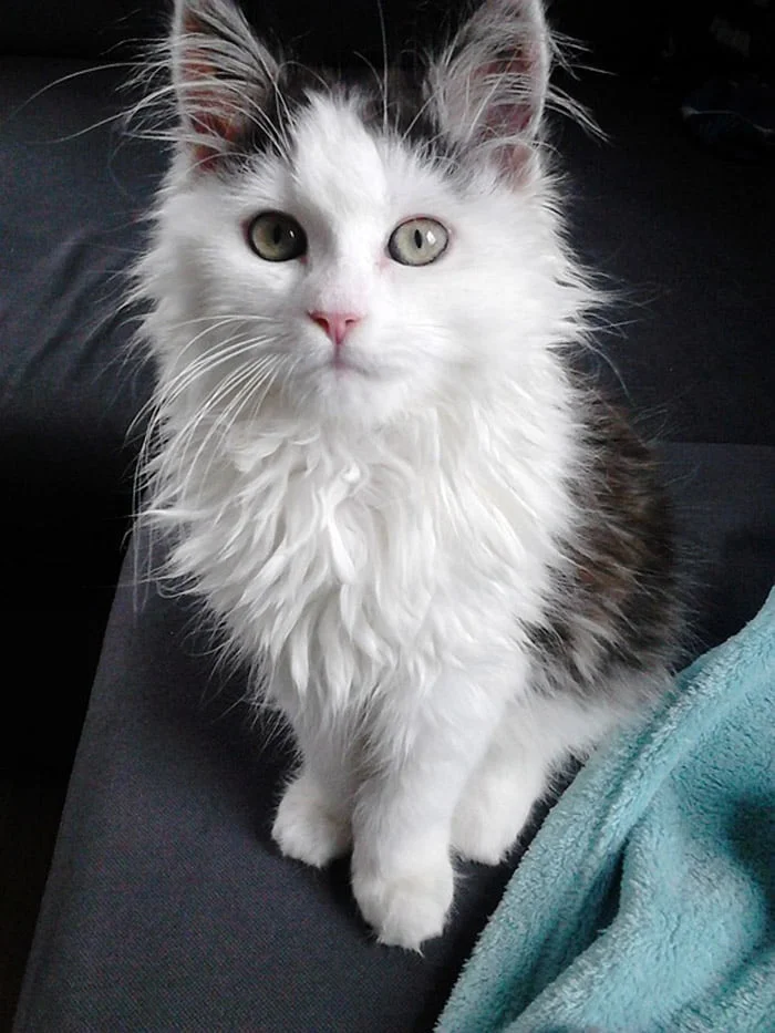 Gato Siberiano