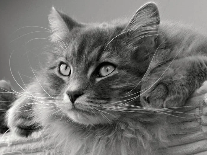Gato Siberiano - razas Gato Siberiano - razas
