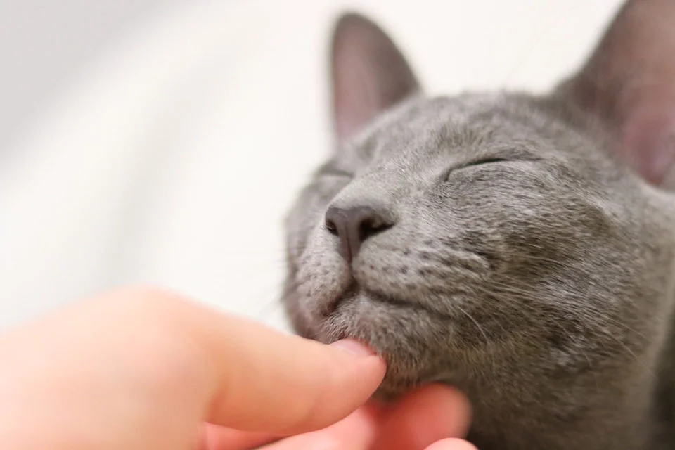 Gato arcángel